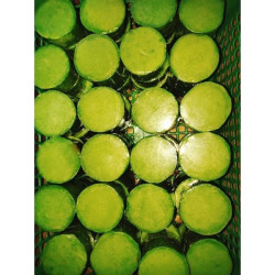 100pcs Madre de Cacao Round Soap